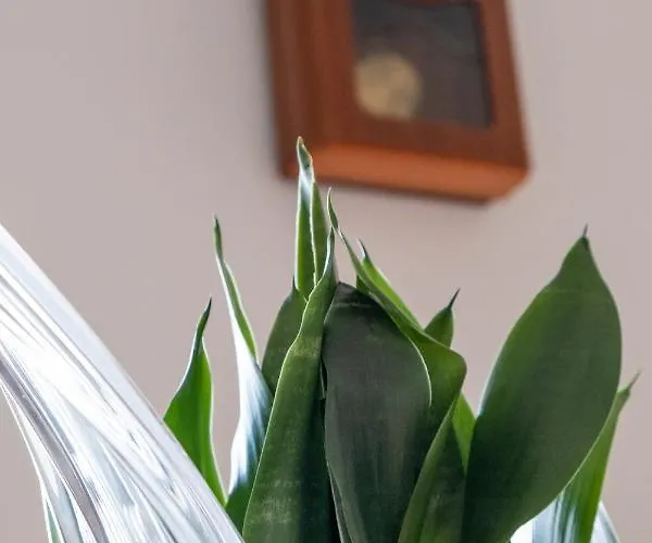 Casa O Limoeiro - Charming Village Ponte de Lima